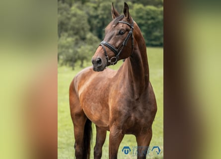 Baden Wuerttemberg, Gelding, 6 years, 17.2 hh, Brown