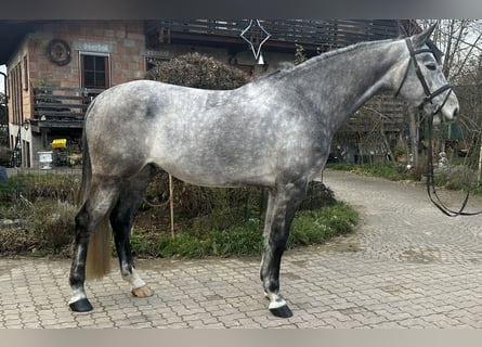 Baden Wuerttemberg, Gelding, 6 years, 17 hh, Gray