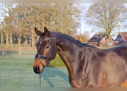 Baden Wuerttemberg, Gelding, 7 years, 16.2 hh, Brown