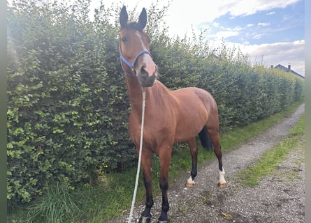 Baden Wuerttemberg, Gelding, 7 years, 17,1 hh, Bay