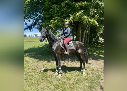 Baden Wuerttemberg, Gelding, 8 years, 17,1 hh, Black