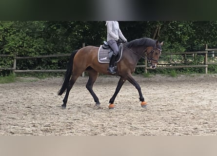Baden Wuerttemberg, Mare, 10 years, 16 hh, Brown