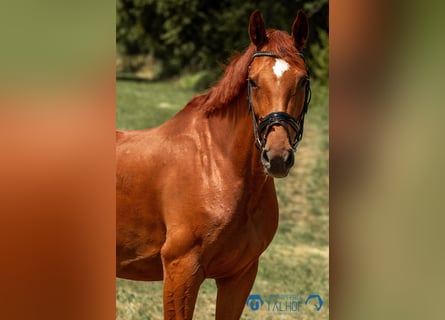 Baden Wuerttemberg, Mare, 10 years, 16,1 hh, Chestnut-Red
