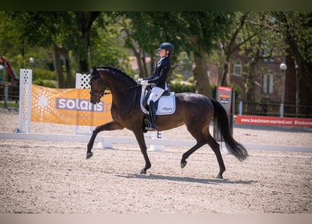 Baden Wuerttemberg, Mare, 11 years, 16.1 hh, Brown