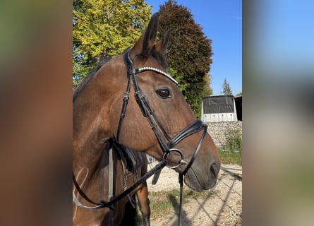 Baden Wuerttemberg, Mare, 11 years, 16.1 hh, Brown