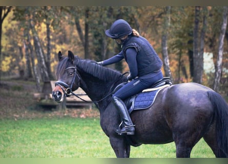 Baden Wuerttemberg, Mare, 11 years, 16.1 hh, Brown