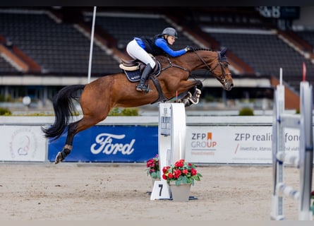 Baden Wuerttemberg, Mare, 13 years, 16.2 hh, Brown