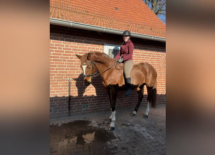 Baden Wuerttemberg, Mare, 13 years, 16,2 hh, Chestnut-Red