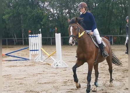 Baden Wuerttemberg, Mare, 15 years, 16.1 hh, Brown