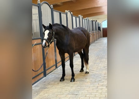 Baden Wuerttemberg, Mare, 3 years, 15 hh, Bay-Dark