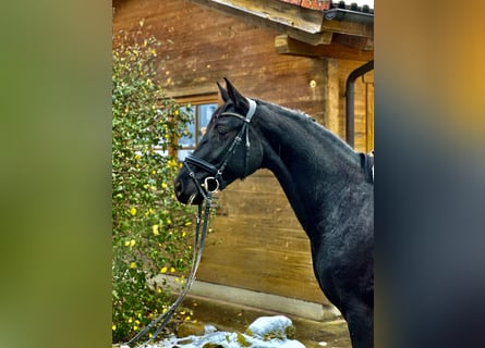 Baden Wuerttemberg, Mare, 3 years, Black