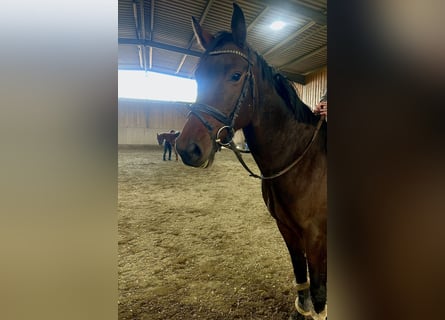 Baden Wuerttemberg, Mare, 4 years, 15,1 hh, Bay-Dark