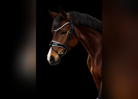 Baden Wuerttemberg, Mare, 4 years, 15,3 hh, Brown