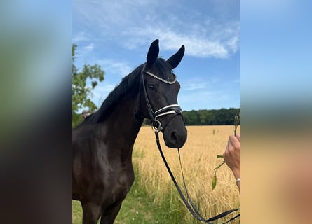 Baden Wuerttemberg, Mare, 4 years, 16,2 hh, Black