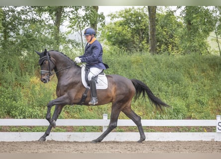 Baden Wuerttemberg, Mare, 4 years, 17 hh, Bay-Dark