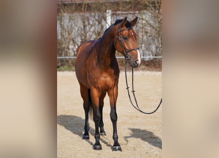 Baden Wuerttemberg, Mare, 5 years, 16,1 hh, Brown