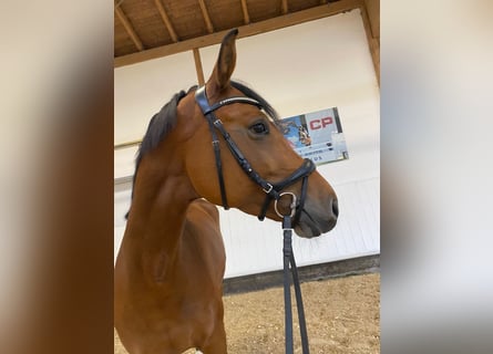 Baden Württemberger, Stute, 5 Jahre, 16,1 hh, Brauner