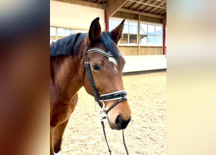 Baden Wuerttemberg, Mare, 5 years, 16,1 hh, Brown