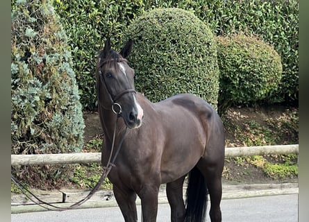 Baden Württemberger, Stute, 5 Jahre, 16,1 hh, Fuchs