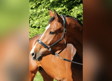 Baden Wuerttemberg, Mare, 5 years, 16.2 hh, Brown