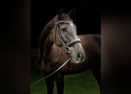 Baden Württemberger, Stute, 5 Jahre, 16,2 hh, Dunkelfuchs