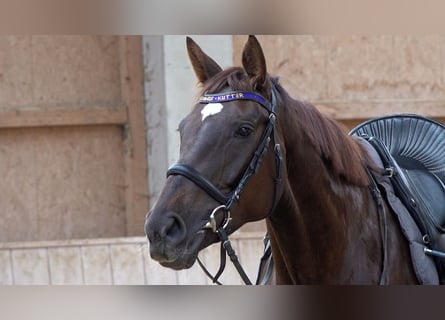 Baden Wuerttemberg, Mare, 5 years, 16.2 hh, Chestnut