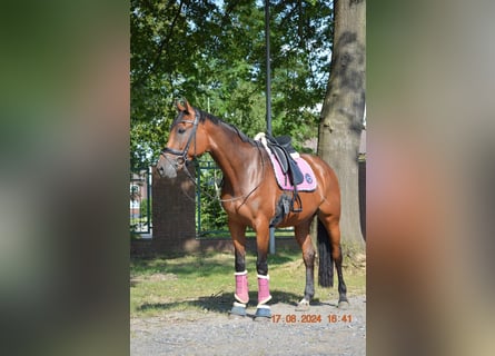 Baden Wuerttemberg, Mare, 7 years, 16,2 hh, Brown