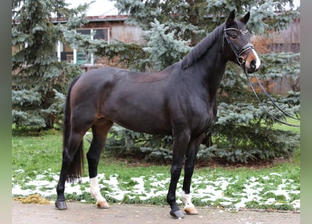 Baden Wuerttemberg, Mare, 8 years, 16,1 hh, Bay-Dark