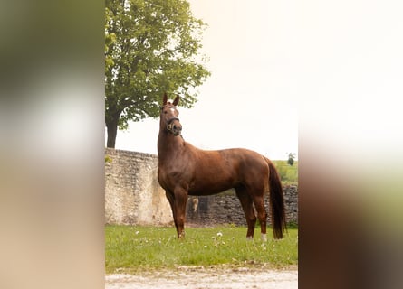 Baden Wuerttemberg, Mare, 8 years, 16.2 hh, Chestnut-Red