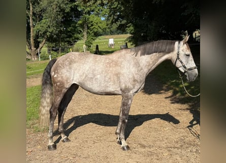 Baden Wuerttemberg, Mare, 8 years, 16,1 hh, Grey-Dapple