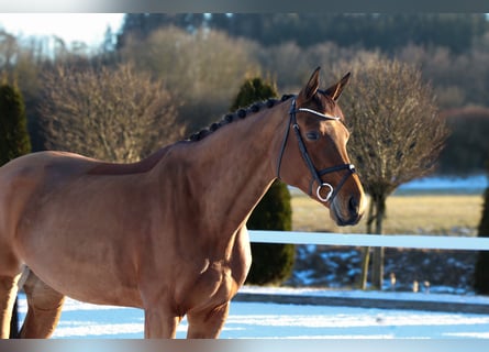 Baden Wuerttemberg, Mare, 9 years, 17 hh, Brown