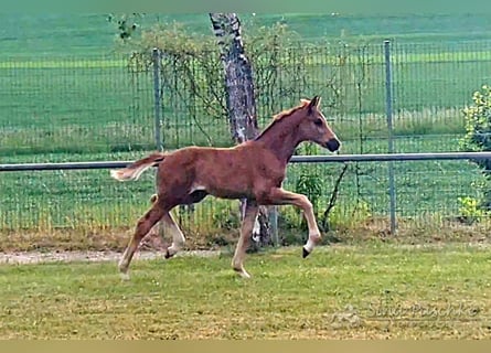 Baden Wuerttemberg, Mare, , Chestnut