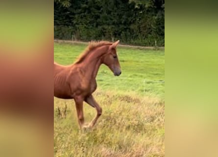Baden Wuerttemberg, Mare, Foal (04/2025), Chestnut-Red