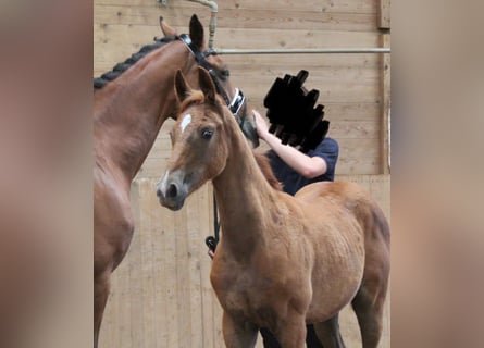 Baden Wuerttemberg, Mare, Foal (04/2025), Chestnut-Red