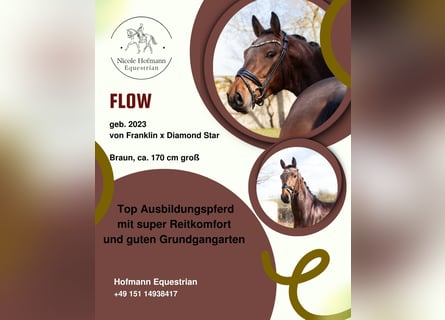 Baden Wuerttemberg, Stallion, 3 years, 16.2 hh, Brown