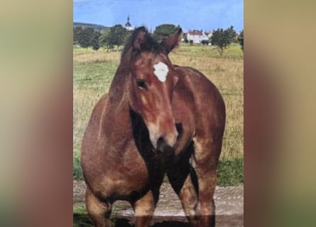 Baden Wuerttemberg, Stallion, Foal (04/2025), 16,1 hh, Brown