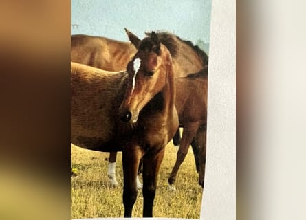 Baden Wuerttemberg, Stallion, Foal (03/2025), 16,1 hh, Brown