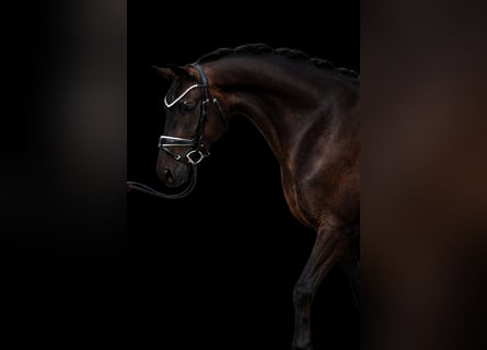 Baden Württemberger, Castrone, 4 Anni, 167 cm, Baio scuro