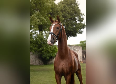 Baden Württemberger, Castrone, 4 Anni, 168 cm, Sauro