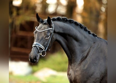 Baden Württemberger, Castrone, 6 Anni, 175 cm