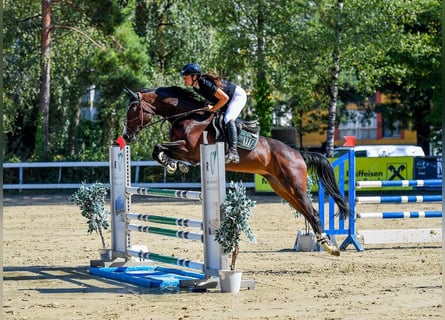 Baden Württemberger, Giumenta, 11 Anni, 167 cm, Baio scuro