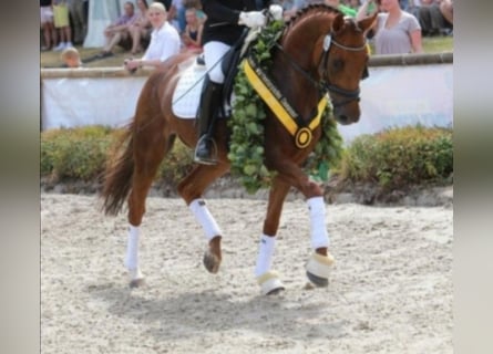 Baden Württemberger, Giumenta, 15 Anni, 167 cm, Sauro