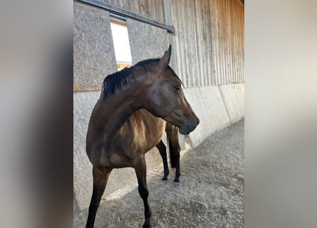 Baden Württemberger, Giumenta, 4 Anni, 157 cm, Baio scuro