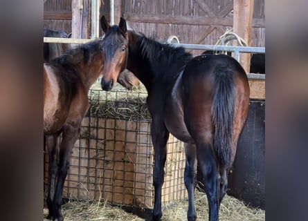 Baden Württemberger, Hengst, 1 Jaar, Bruin
