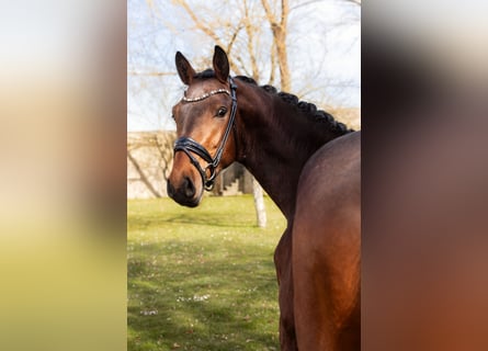 Baden Württemberger, Hengst, 3 Jaar, 170 cm, Bruin