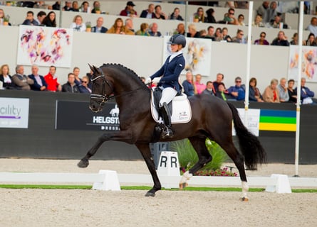 Baden Württemberger, Hengst, 11 Jaar, 173 cm, Zwart