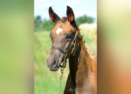 Baden Württemberger, Merrie, 1 Jaar, Donkere-vos