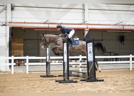 Baden Württemberger, Merrie, 5 Jaar, 164 cm