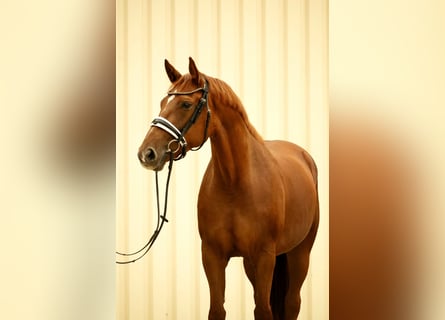 Baden Württemberger, Merrie, 5 Jaar, 167 cm, Vos