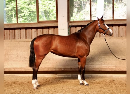 Baden Württemberger, Merrie, 5 Jaar, 170 cm, Bruin